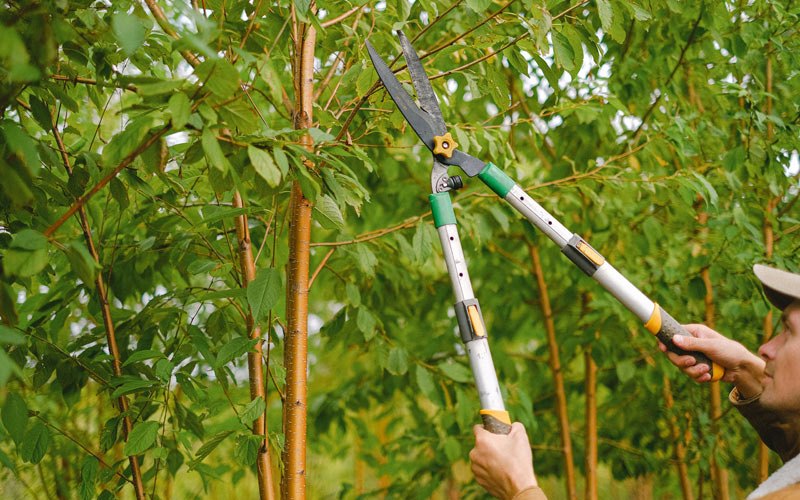 Tree trimming in Van Horne, IA